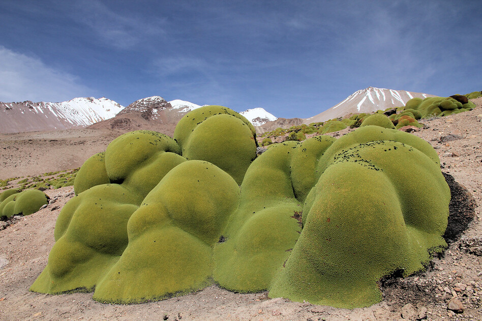 Llareta grows high in the mountains of Chile's Atacama Desert.