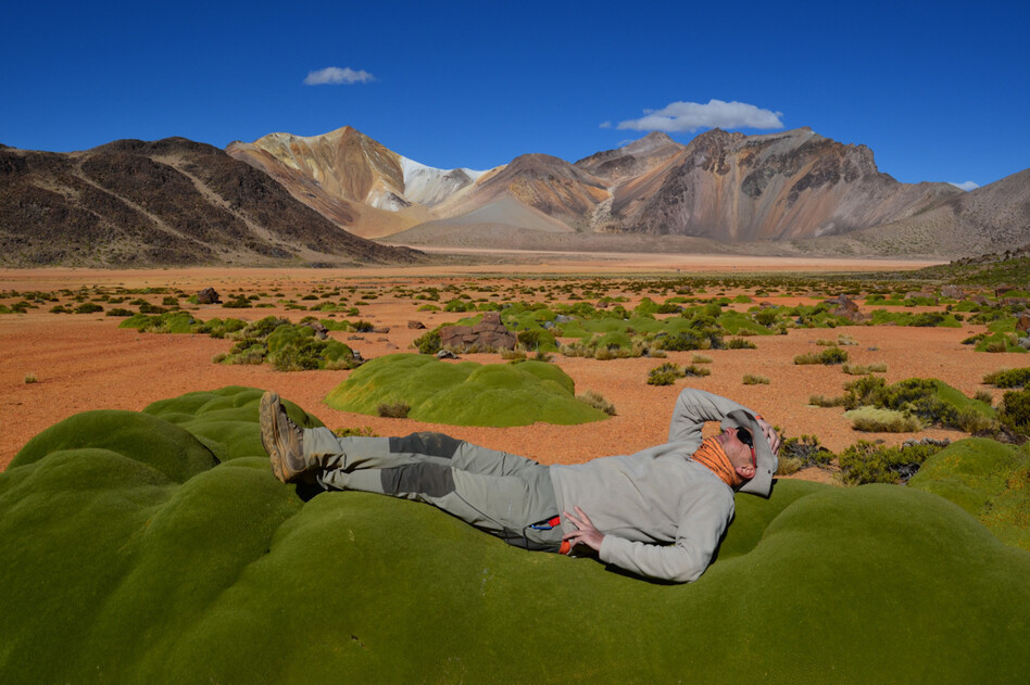 Kicking back in the Andes — with support of the local flora.