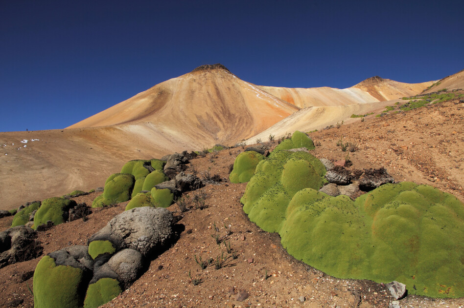 Llareta plants grow a little over a centimeter a year and can be 3,000 years old.