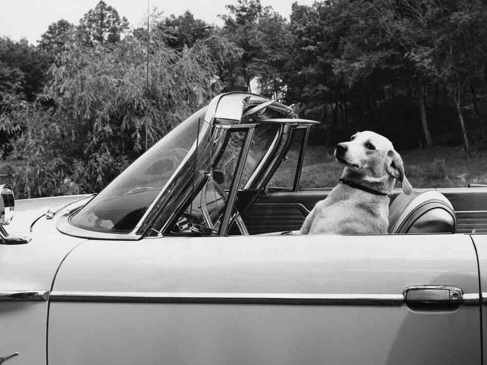 Dog driving a convertible car, of course. Dog driving a convertible car, of course.