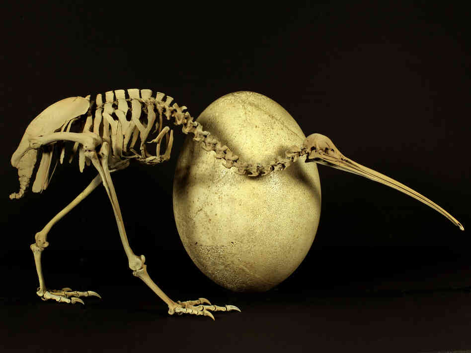 The egg definitely came before the chicken in this case — the skeleton is from a modern adult kiwi, the egg from its much bigger, long-extinct cousin, Aepyornis maximus. The egg definitely came before the chicken in this case — the skeleton is from a modern adult kiwi, the egg from its much bigger, long-extinct cousin, Aepyornis maximus.