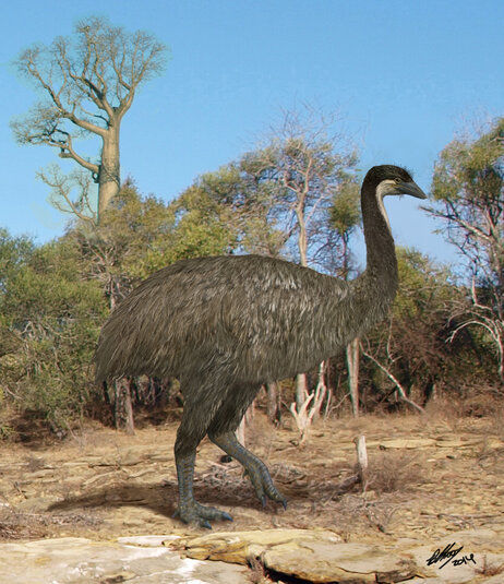 More than 6 feet tall and weighing more than 500 pounds, the now-extinct "elephant bird" ran through the spiny forests of ancient Madagascar. DNA evidence suggests New Zealand's kiwi is its closest modern cousin. More than 6 feet tall and weighing more than 500 pounds, the now-extinct "elephant bird" ran through the spiny forests of ancient Madagascar. DNA evidence suggests New Zealand's kiwi is its closest modern cousin.
