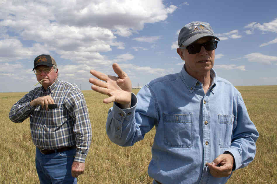 Brothers Fred and Wayne Schmedt run a wheat farm in southwest Oklahoma. They say their wheat stalks are about a third as tall as usual. Brothers Fred and Wayne Schmedt run a wheat farm in southwest Oklahoma. They say their wheat stalks are about a third as tall as usual.