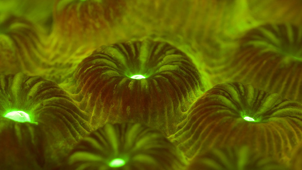 Close-up of a star coral rescued by Coral Morphologic from a reef in Miami's shipping channel. (Image credit: Courtesy of Coral Morphologic)