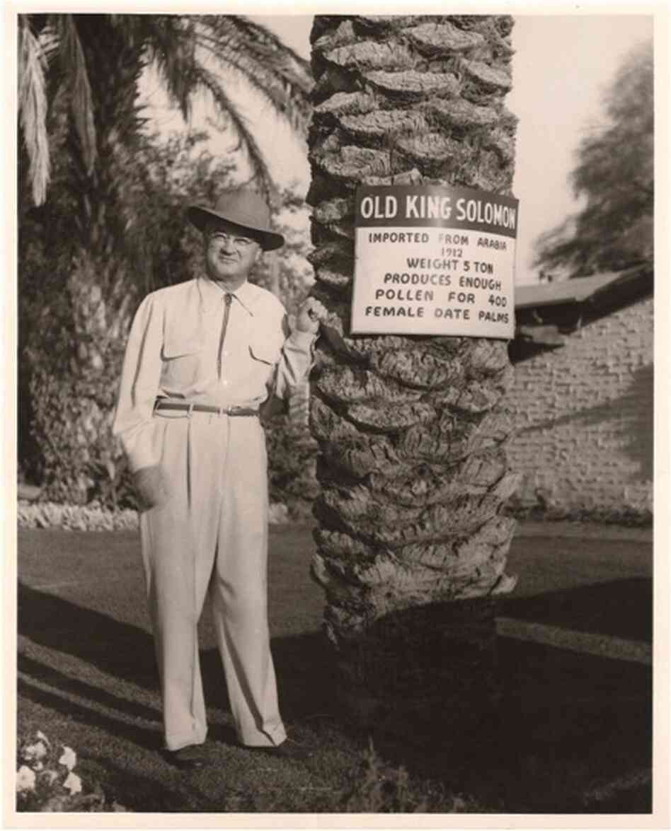 One of the early date moguls in the Coachella Valley, circa 1940s. The date palm is the oldest cultivated fruit tree, yet it often requires pollination by hand. One of the early date moguls in the Coachella Valley, circa 1940s. The date palm is the oldest cultivated fruit tree, yet it often requires pollination by hand.