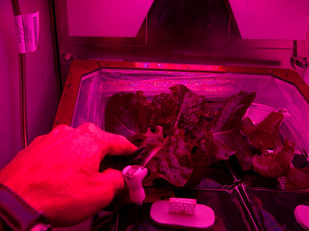 How does your garden grow? An astronaut checks on his lettuce plants aboard the International Space Station.