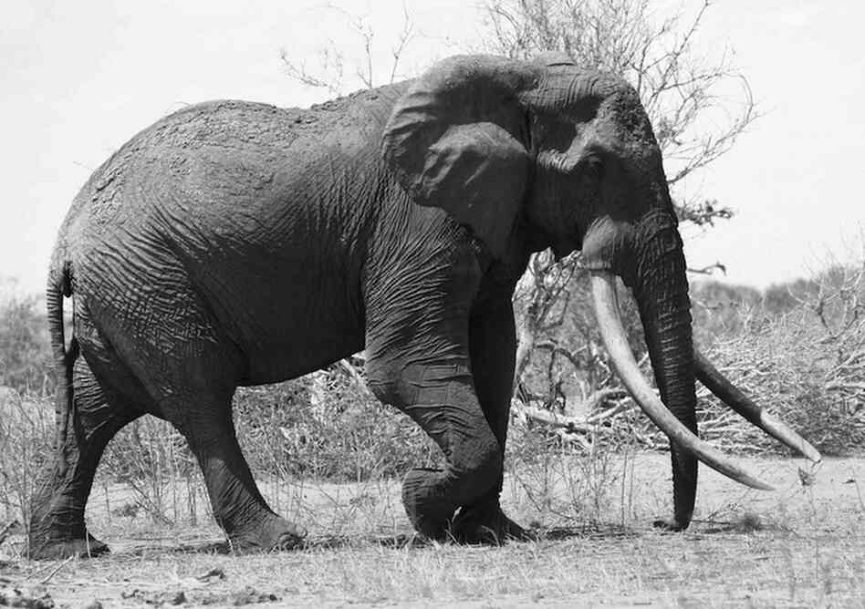 Satao was a rare elephant with tusks so big they almost touched the ground. Satao was a rare elephant with tusks so big they almost touched the ground.
