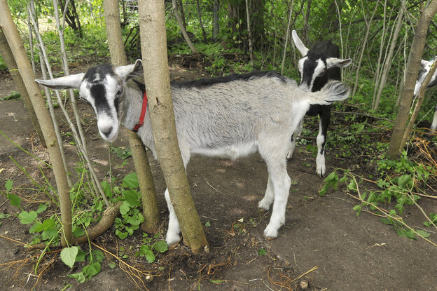 Goats graze in Detroit's Brightmoor neighborhood.