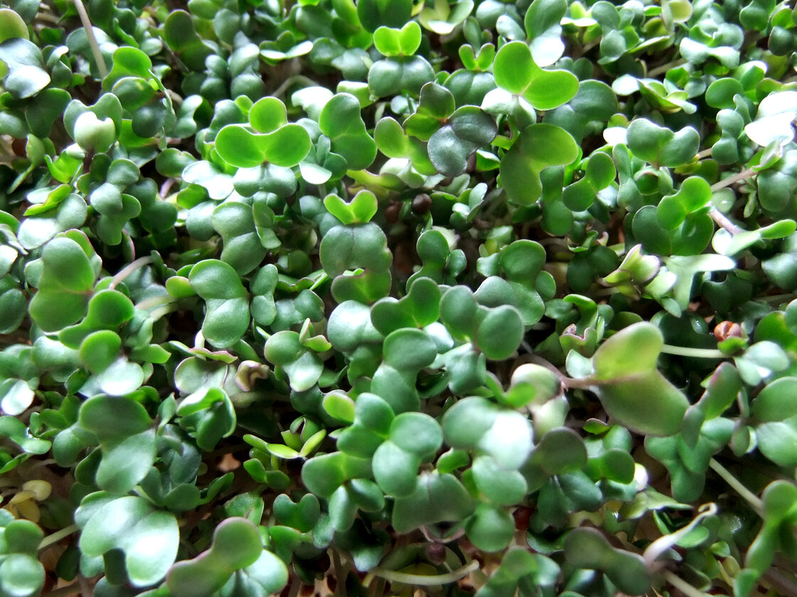 Researchers say eating broccoli sprouts could help protect against the harmful effects of air pollution.