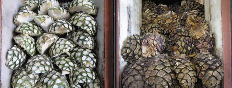 Piñas are piled into the ovens at La Alteña Distillery in the highlands of Jalisco, before (left) and after being roasted, and before their juice has been fermented and distilled into tequila. Piñas are piled into the ovens at La Alteña Distillery in the highlands of Jalisco, before (left) and after being roasted, and before their juice has been fermented and distilled into tequila.