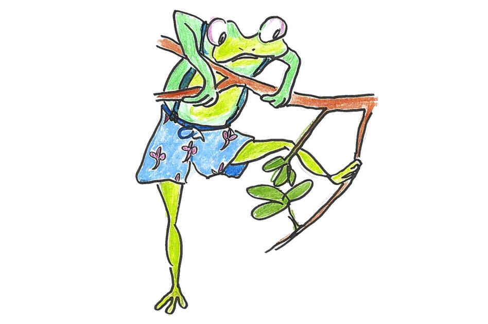 Frog hanging from a branch. Frog hanging from a branch.