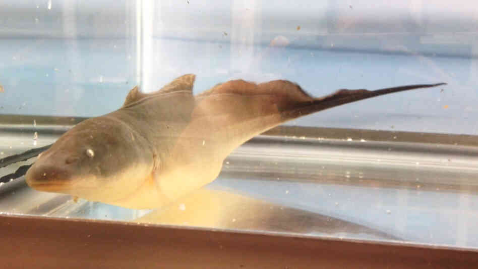 Gymnarchus niloticus Gymnarchus niloticus