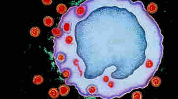 Why HIV Spreads Less Easily In Heterosexual Couples Why HIV Spreads Less Easily In Heterosexual Couples