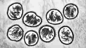 Feds Tighten Lab Security After Anthrax, Bird Flu Blunders Feds Tighten Lab Security After Anthrax, Bird Flu Blunders