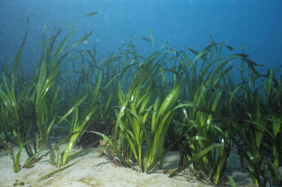 A bed of eel grass (Zostera marina) flutters in the current along the California coast. A bed of eel grass (Zostera marina) flutters in the current along the California coast.