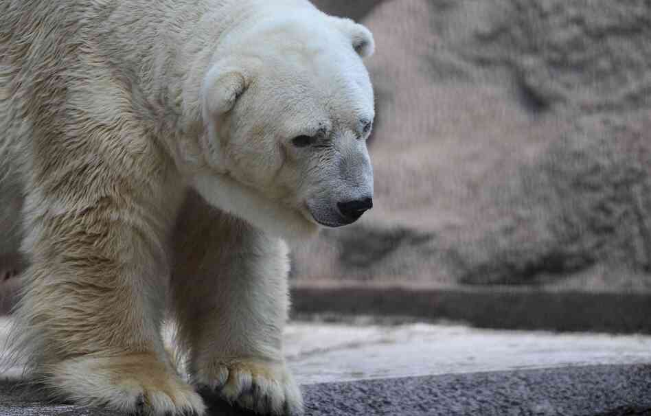Zoo In Argentina Says 'Sad Bear' Too Old To Go To Canada Zoo In Argentina Says 'Sad Bear' Too Old To Go To Canada
