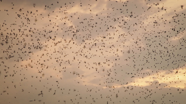 Dense flocks of martins like this filled the skies above Lake Murray, S.C., for more than two decades. This year, their traditional roost site is empty. (Image credit: Adam Cole)