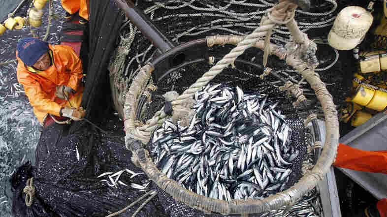 Want To Reduce Your Carbon Footprint? Choose Mackerel Over Shrimp Want To Reduce Your Carbon Footprint? Choose Mackerel Over Shrimp