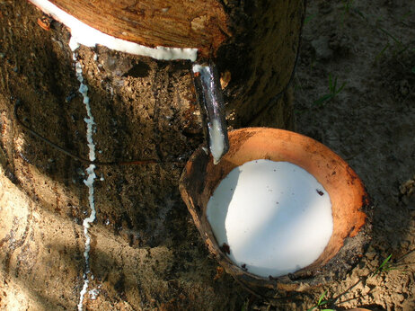 Rubber drips from a tree into a bucket.