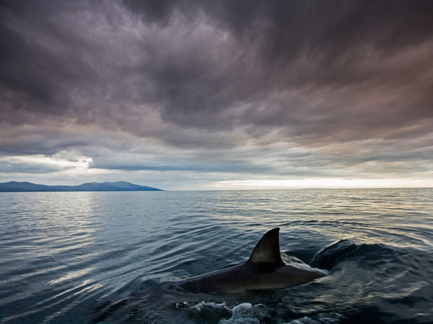 Discovery Channel identifies the shark in this promotional image as the 'Shark of Darkness.' And in the 'documentary' by that name, supposed scientists describe how this monster 'submarine' shark is over 30 feet long. But submarine sharks aren't real, and the documentary is fake — an important fact critics say is easy to miss. (Image credit: Discovery Channel)