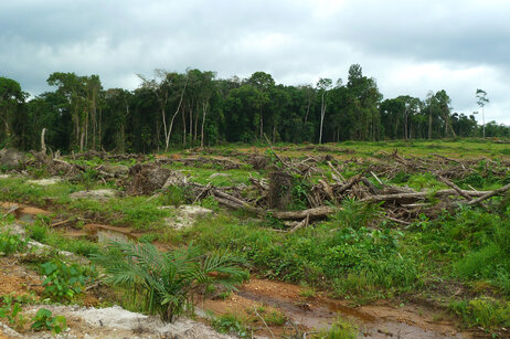 deforestation-liberia_slide-44dc5693bb273c6a9c857a8f06678c8ddd0d30be-s3-c85.jpg