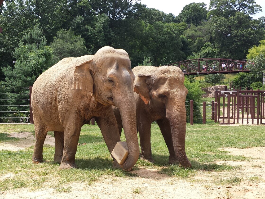 Bozie, a DC elephant, and Swarna, a recent arrival from Calgary, get to know each other.