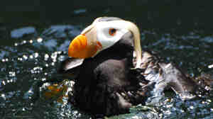 The New England Aquarium traded 800 mackerel for 12 puffins.