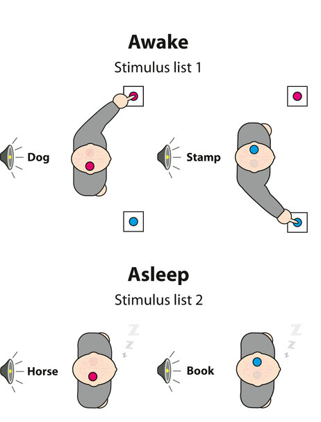 After people learned to sort words while awake, their brains were able to do the same task while asleep. After people learned to sort words while awake, their brains were able to do the same task while asleep.