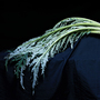 The cardoon is like 