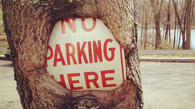 This tree ate a No Parking sign at Fellsmere Pond in Malden, Mass.