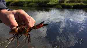 In the northwestern United States, this crayfish would be just a friendly bit of local fauna. But in Scotland, it's an invasive species wreaking havoc on trout streams.