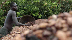 Farmer Issiaka Ouedraogo lays cocoa beans out to dry on reed mats, on a farm outside the village of Fangolo, Ivory Coast.