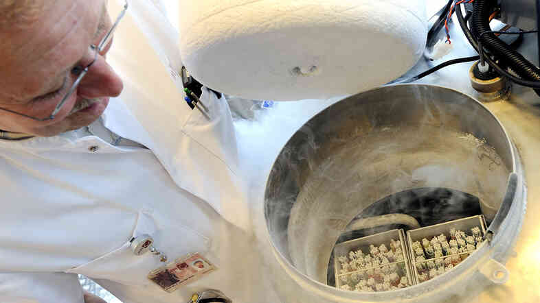 A technician opens a vessel containing women's frozen egg cells in April 2011 in Amsterdam.