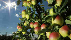 Apples were beginning to ripen Aug. 26 on trees at Carter Hill Orchard in Concord, N.H.