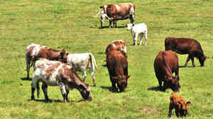 Researchers say there's plenty the beef industry can do to use less land and water and emit fewer greenhouse gas emissions. But producers may need to charge a premium to make those changes.