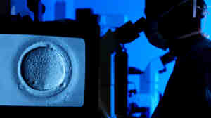 A doctor uses a microscrope to view a human egg during in vitro fertilization (IVF), which is used to fertilize eggs that have been frozen.
