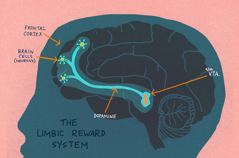 The Limbic Reward System lights up when curiosity is piqued.