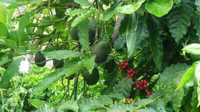 Jay Ruskey grows coffee next to avocados on his farm Good Land Organics in Goleta, Calif. The two crops are often grown together in Central America partly because they can share fertilizer and water.