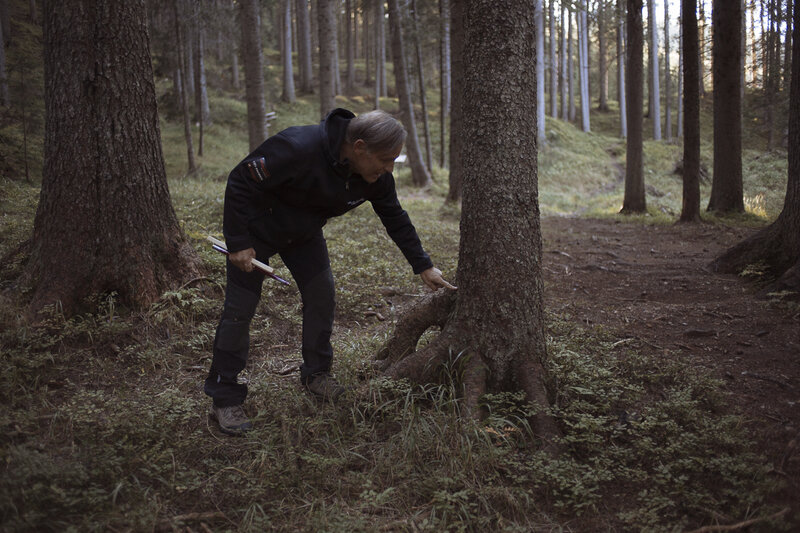 Marcello Mazzucchi has an uncanny knack for spotting trees that are ideal for instruments. He goes from tree to tree, crossing flawed candidates off his list in search of the perfect timber, and the perfect violin. Marcello Mazzucchi has an uncanny knack for spotting trees that are ideal for instruments. He goes from tree to tree, crossing flawed candidates off his list in search of the perfect timber, and the perfect violin.