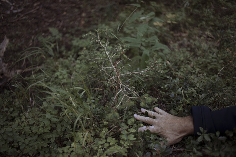 Forest rangers look for saplings before chopping down a tree for instrument lumber. The practice ensures the livelihood of the forest, and the future of musical instruments from the valley. Today, these woods are healthier than in Stradivari's day, according to the forest service. Forest rangers look for saplings before chopping down a tree for instrument lumber. The practice ensures the livelihood of the forest, and the future of musical instruments from the valley. Today, these woods are healthier than in Stradivari's day, according to the forest service.