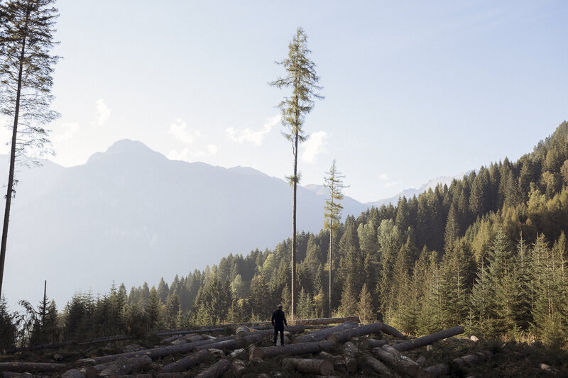 Marcello Mazzucchi, who's known as "The Tree Whisperer." "I've felled one million trees in my career," he says. "But in their place, 100 million more have grown up." Marcello Mazzucchi, who's known as "The Tree Whisperer." "I've felled one million trees in my career," he says. "But in their place, 100 million more have grown up."