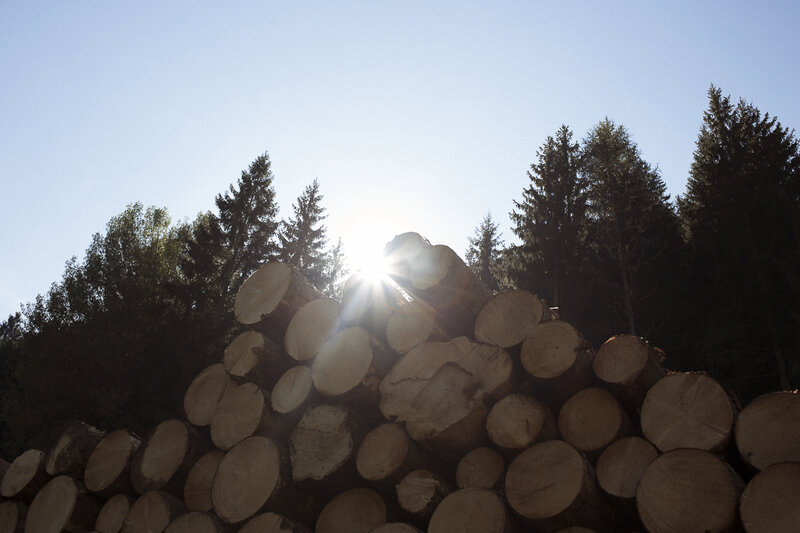 Sunlight is key to a tree's health. Before chopping one down and turning it into an instrument, forest rangers must make sure there's a sapling nearby. With the old tree gone, the new tree can come out of the dark and thrive. Sunlight is key to a tree's health. Before chopping one down and turning it into an instrument, forest rangers must make sure there's a sapling nearby. With the old tree gone, the new tree can come out of the dark and thrive.