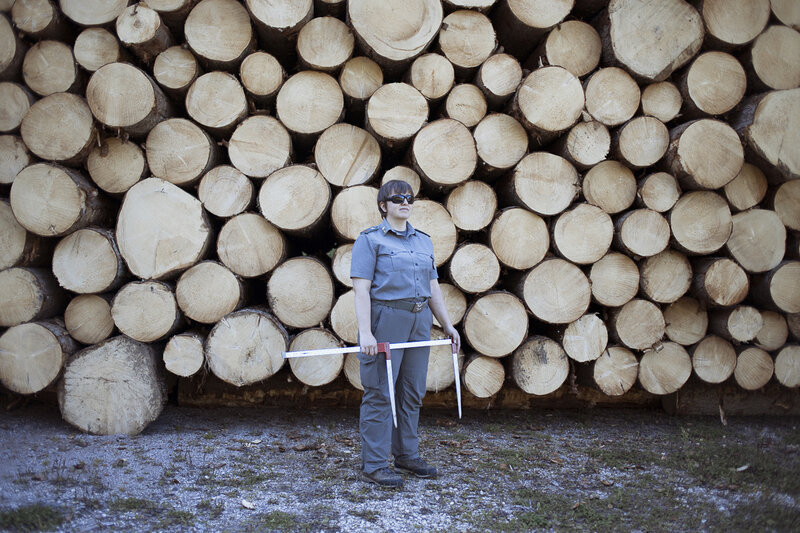 Once a forest ranger marks a suitable tree, lumberjacks chop it down and cart it to a lumberyard like this one in the Fiemme Valley, where the spruce is milled into sections. Once a forest ranger marks a suitable tree, lumberjacks chop it down and cart it to a lumberyard like this one in the Fiemme Valley, where the spruce is milled into sections.