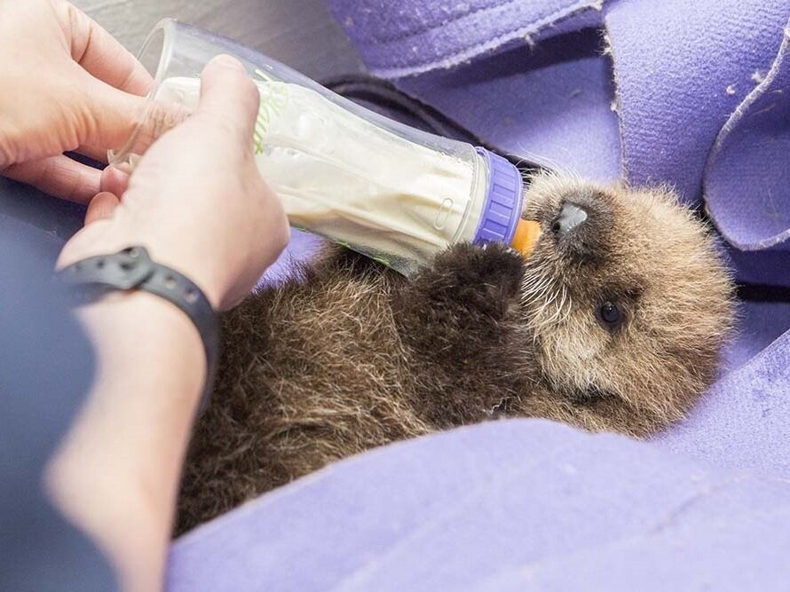 "Pup 681" during a feeding at the Shedd Aquarium in Chicago.