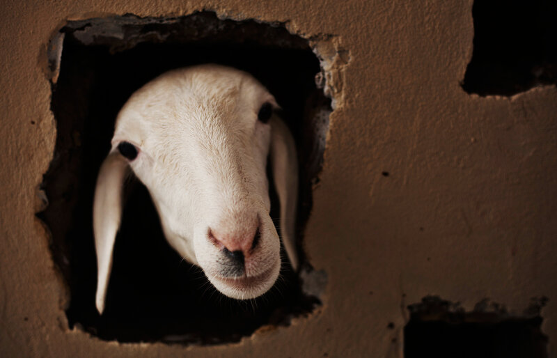 The photographer thought it was a goat. The photo editor thought it was a goat. Sure looked like a goat to the author of this post. It turns out to be a sheep, in Dakar, Senegal.