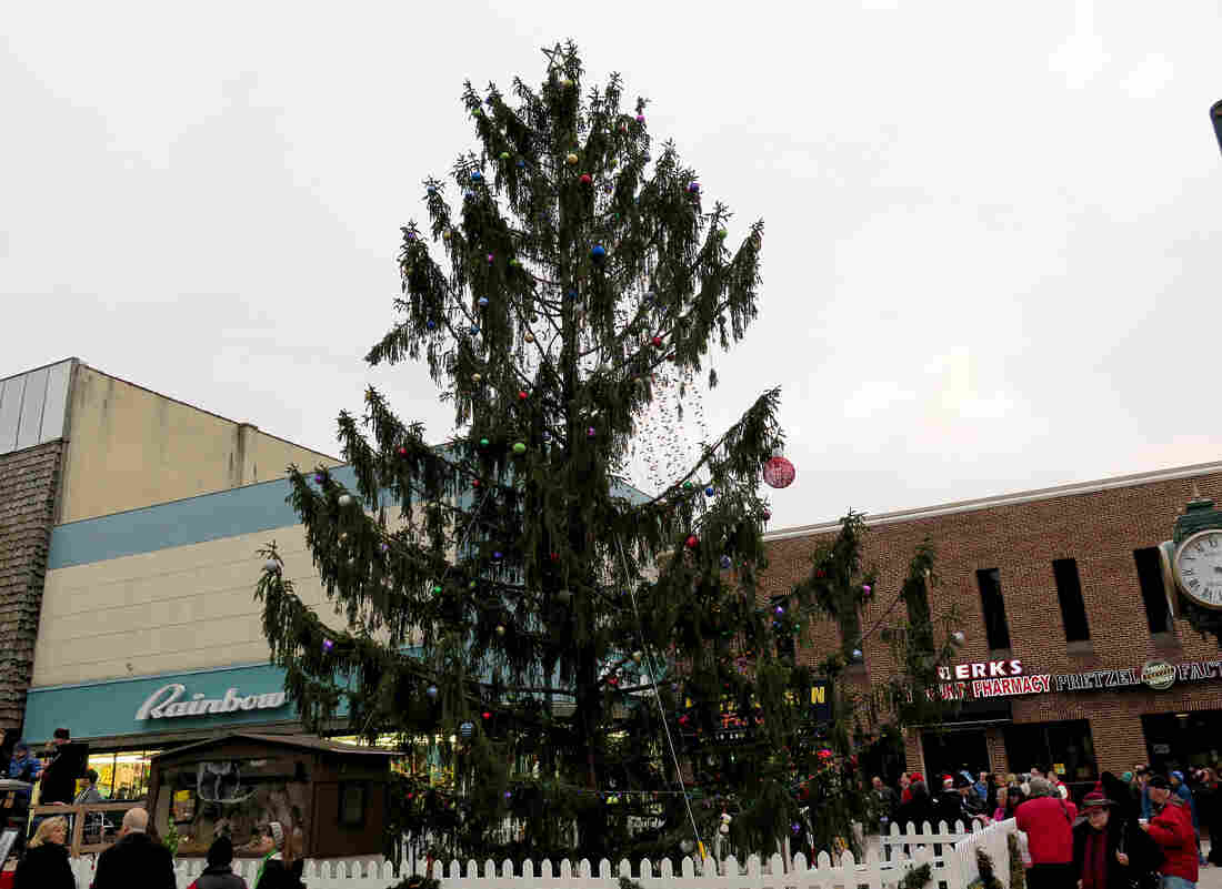 it just needed a little love an ugly spruce ties a town it just needed a little love an ugly spruce ties a town