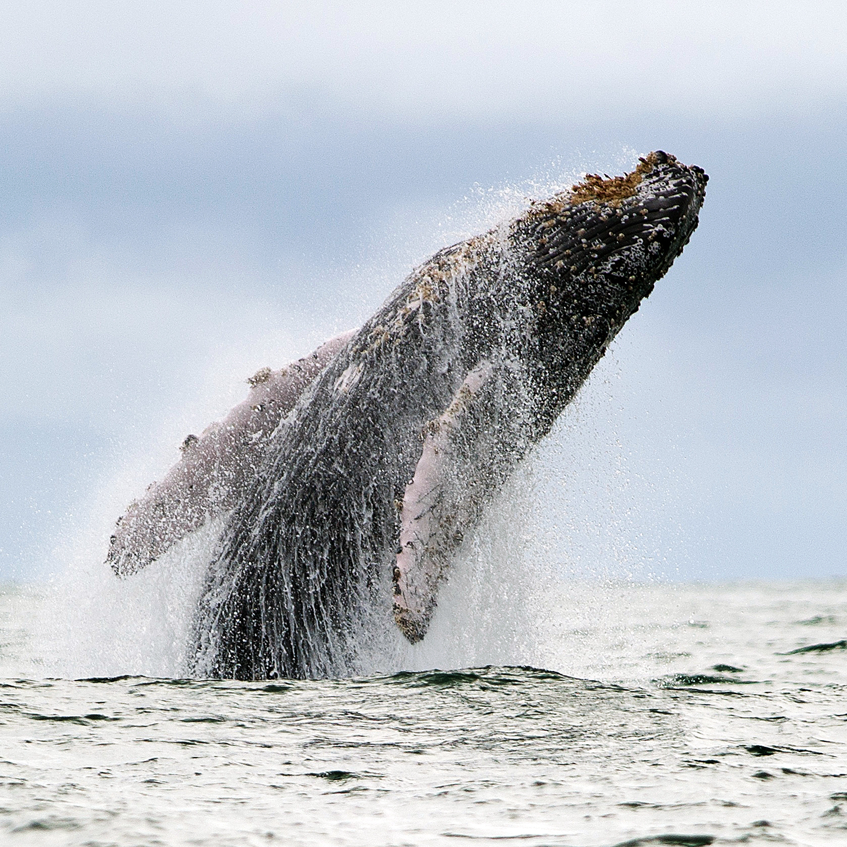 By the 1960s, humpback whales and other whale species had been hunted extensively, sometimes to the point of near extinction. Then a recording of humpback whale songs helped shift public opinion on the hunting of all whale species.