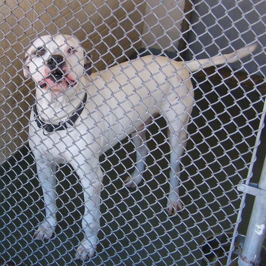 Miami-Dade County's animal shelter takes in more than 28,000 dogs and cats each year. In 2012, the county adopted a resolution that the shelter would become a no-kill facility. But even no-kill shelters can euthanize up to 10 percent of their animals.