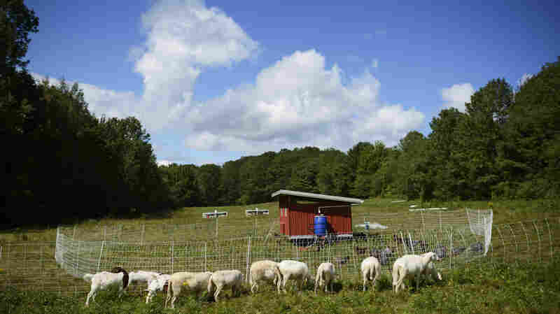 Marya Gelvosa and Josh Gerritsen run a small farm on Maine's rocky mid-coast, providing their local community with beef, lamb and heritage poultry. They're decades younger than the average American farmer, but they love the lifestyle. "It's very fulfilling work," Gelvosa says.