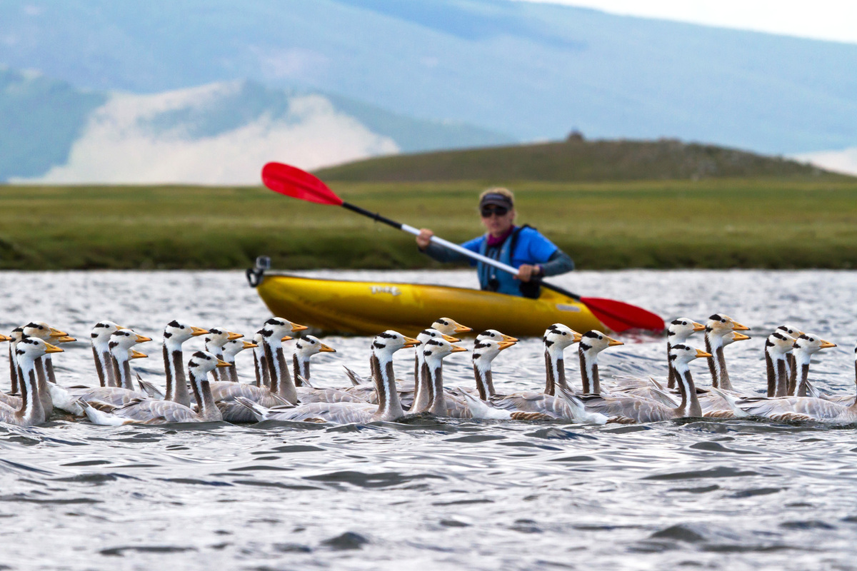 Lucy Hawkes, a physiological ecologist at the University of Exeter, rounds up bar-headed geese for monitoring in Mongolia. It's easier to catch the geese when they're briefly flightless after molting.